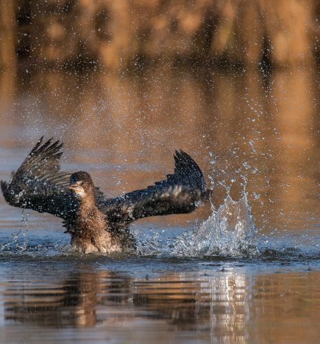 Marangone minore (Microcarbo pygmeus)
