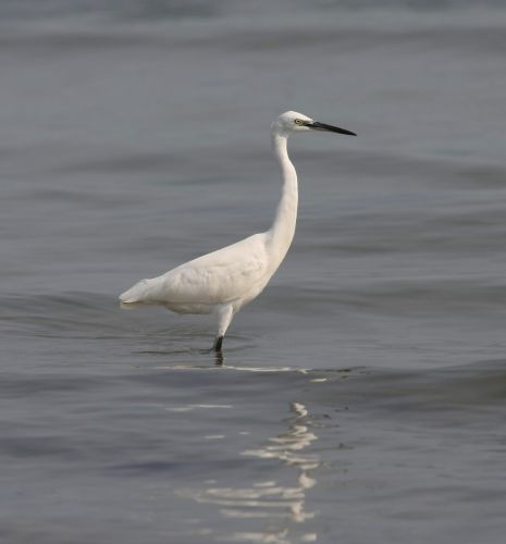 Casmerodius albus / Ardea alba - Airone bianco maggiore